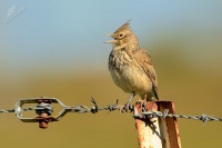 Chocholous obecny - Galerida cristata - Crested Lark 2259